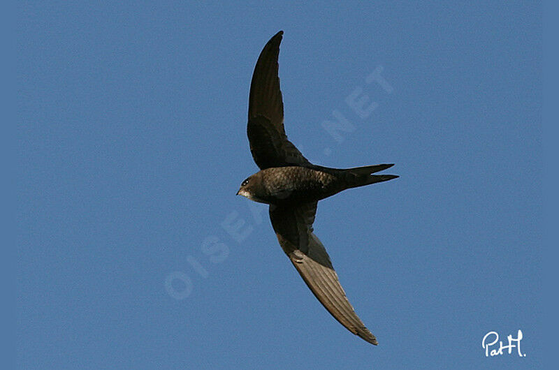 Pallid Swiftadult, Flight