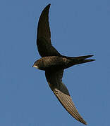 Pallid Swift