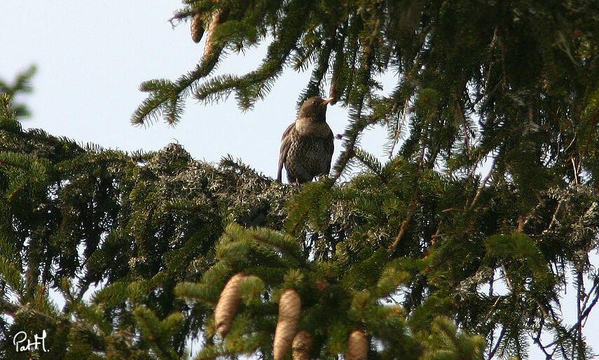 Merle à plastronadulte, identification