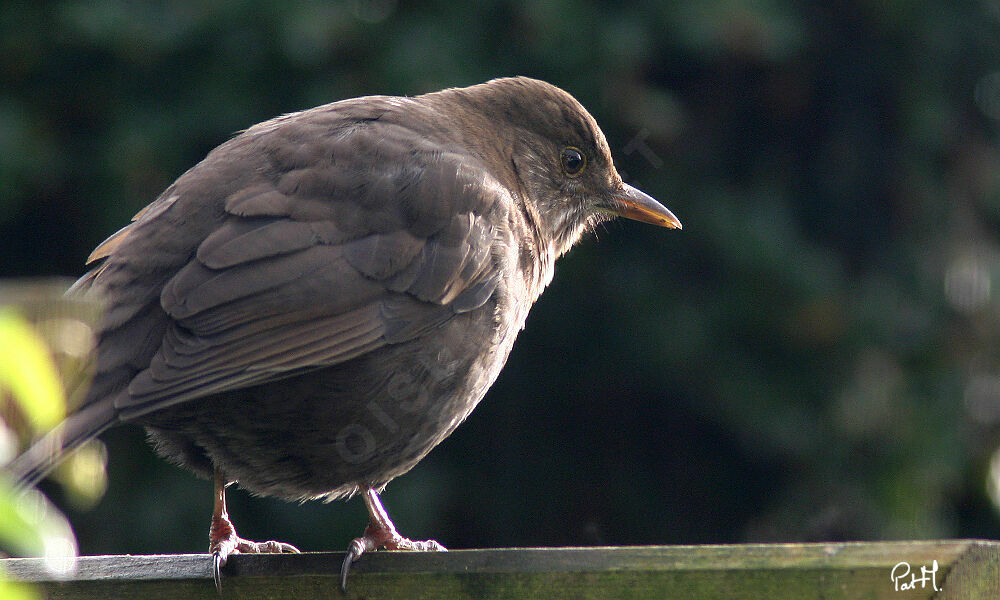 Common Blackbird