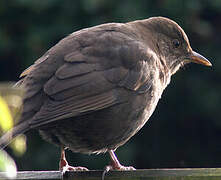 Common Blackbird