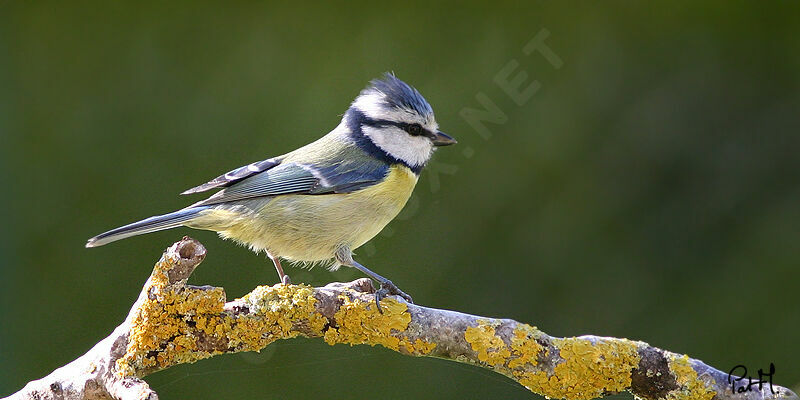 Mésange bleue