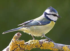 Eurasian Blue Tit