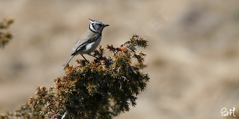 Mésange huppéeadulte, identification