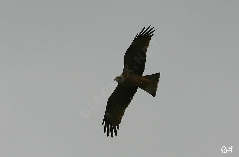 Black Kiteadult, Flight