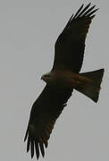 Black Kite