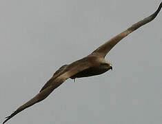 Black Kite