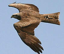 Black Kite