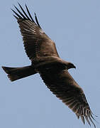 Black Kite