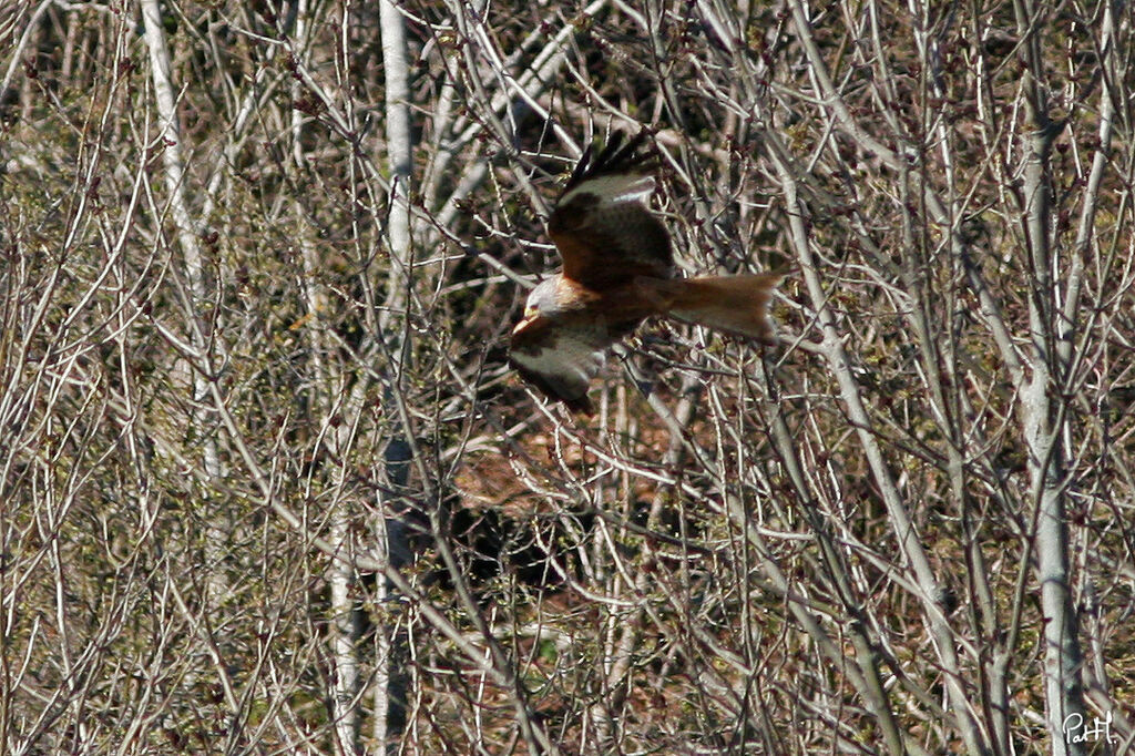 Red Kite