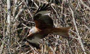 Red Kite