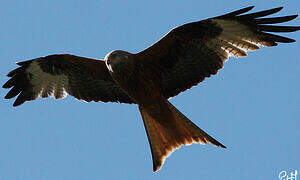 Red Kite