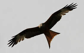 Red Kite