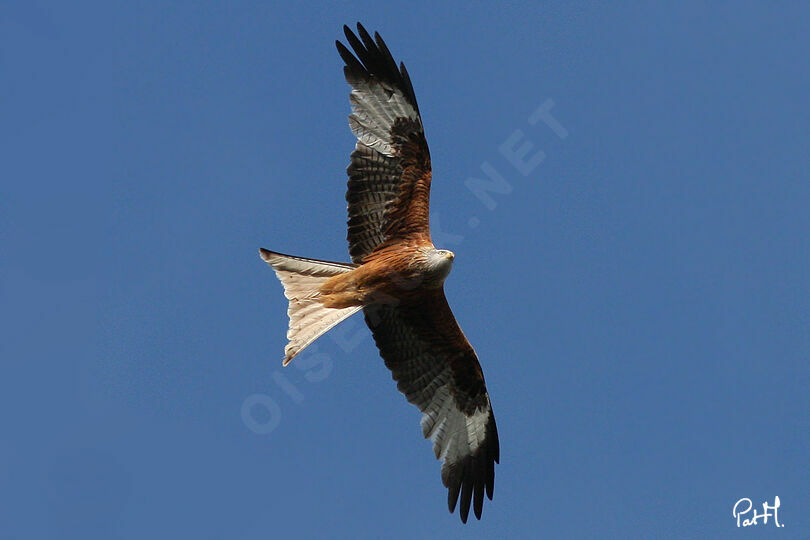 Red Kiteadult, Flight