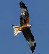 Red Kite