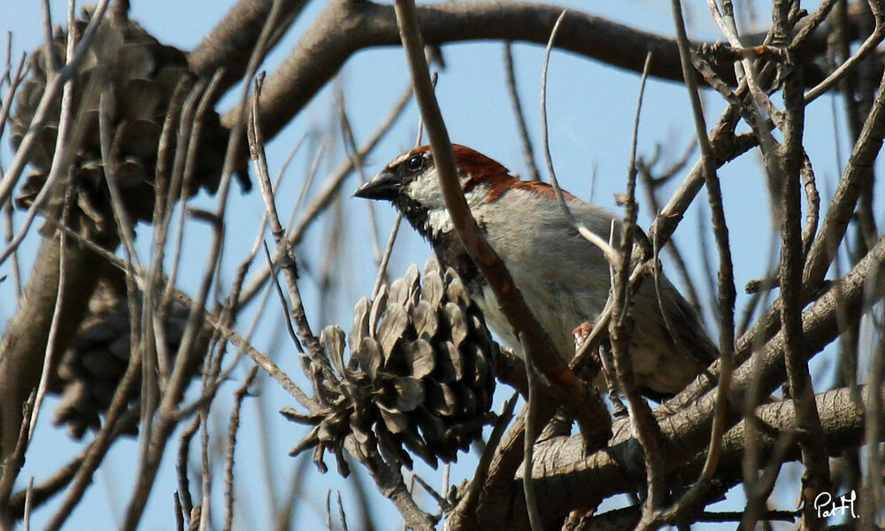 Moineau domestique mâle, régime