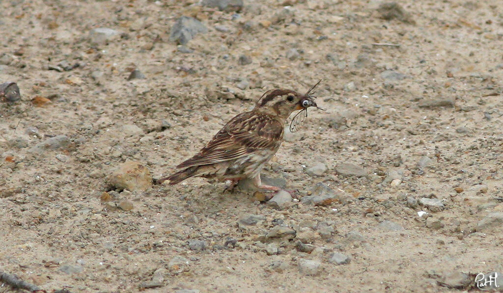 Rock Sparrow