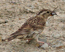 Rock Sparrow