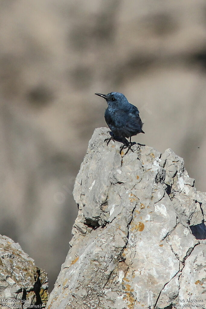 Blue Rock Thrush male adult, identification