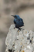 Blue Rock Thrush