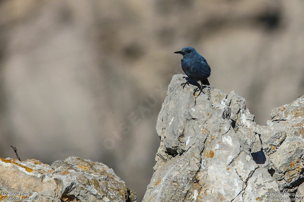 Monticole bleu mâle adulte, identification