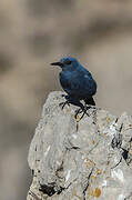 Blue Rock Thrush