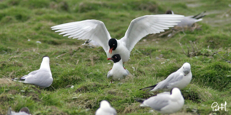 Mouette mélanocéphale, identification, Comportement