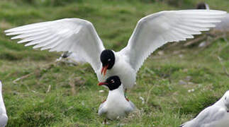 Mediterranean Gull