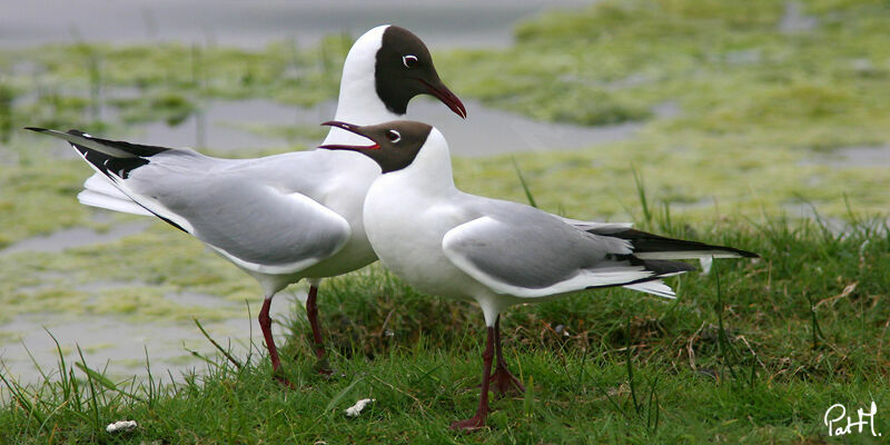 Black-headed Gull adult breeding, identification, Behaviour