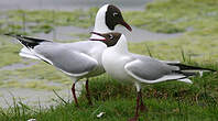 Mouette rieuse