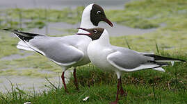 Mouette rieuse