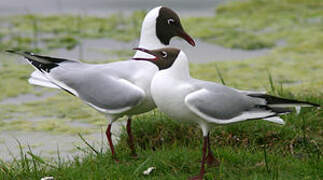 Black-headed Gull