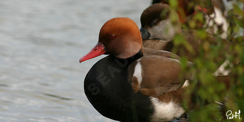 Nette rousse, identification