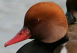 Red-crested Pochard