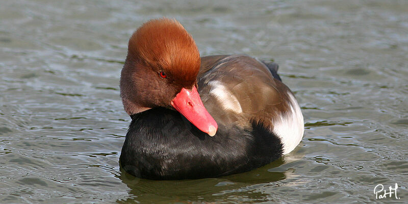 Red-crested Pochard, identification