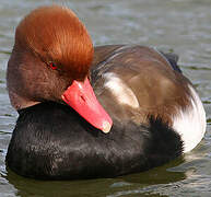 Red-crested Pochard