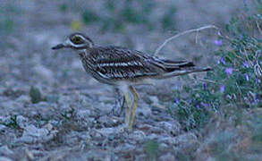 Eurasian Stone-curlew