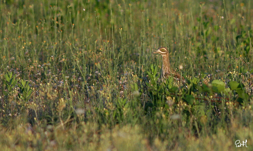 Eurasian Stone-curlew, Behaviour