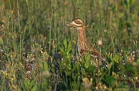 Eurasian Stone-curlew