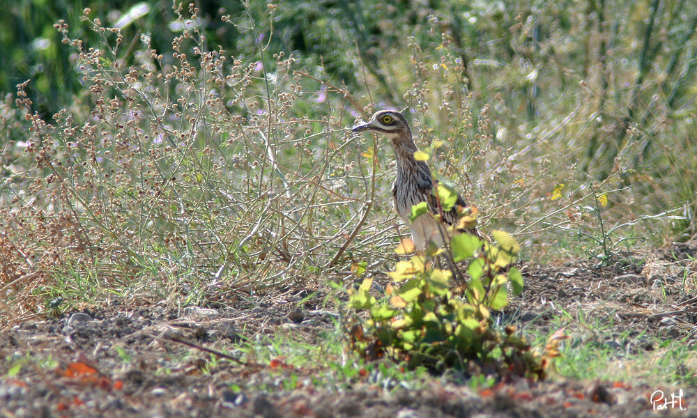 Eurasian Stone-curlew, Behaviour