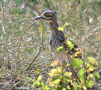 Eurasian Stone-curlew