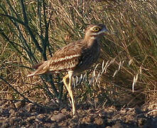 Eurasian Stone-curlew