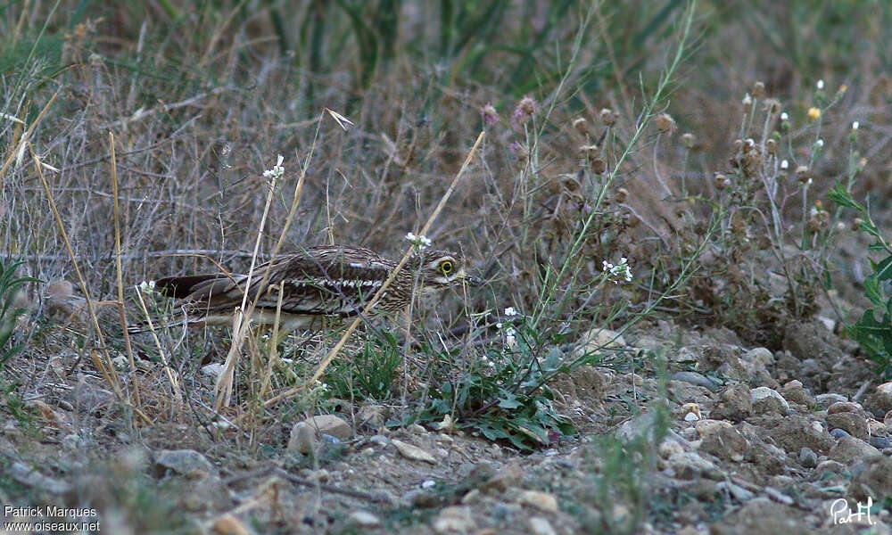 Oedicnème criard, camouflage