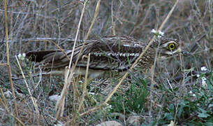 Eurasian Stone-curlew