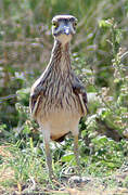 Eurasian Stone-curlew