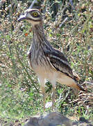 Eurasian Stone-curlew