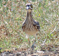 Eurasian Stone-curlew