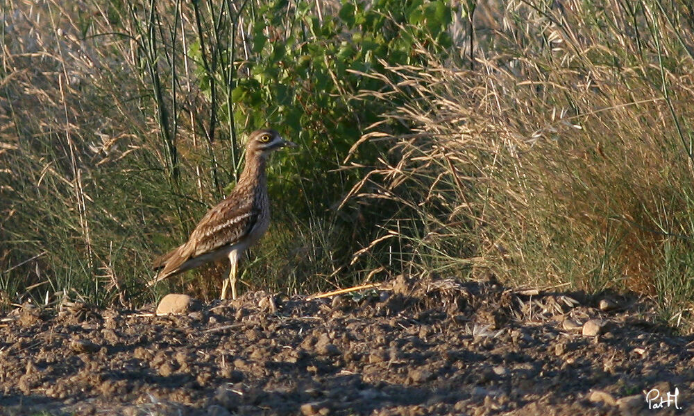 Eurasian Stone-curlew