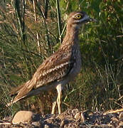 Eurasian Stone-curlew