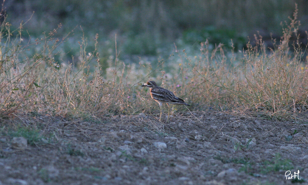 Eurasian Stone-curlew